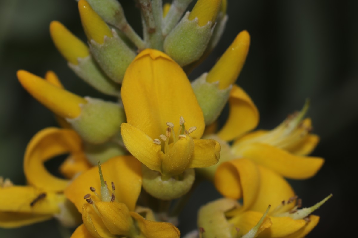 Sophora tomentosa L.